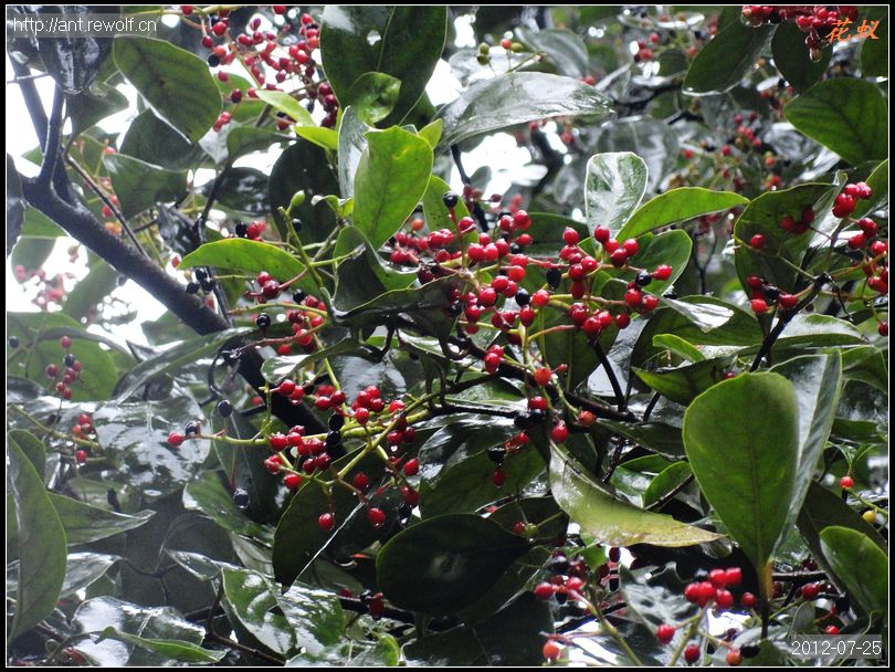 珊瑚树 植物百科 植物药用大学堂