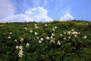 野百合