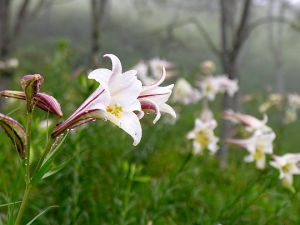 台湾百合