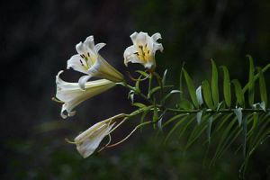 淡黄花百合