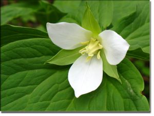 吉林延龄草