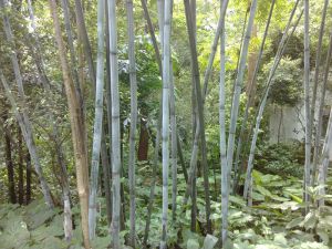 粉单竹
