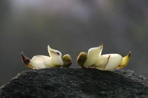 禾雀花