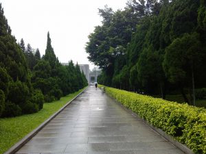 黄花岗公园龙柏