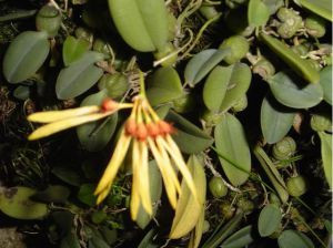 莲花卷瓣兰 莲花卷瓣兰