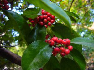 铁冬青 铁冬青
