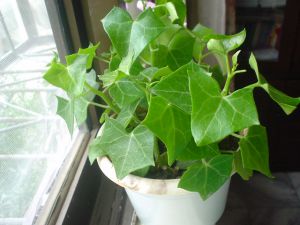 绿玉菊