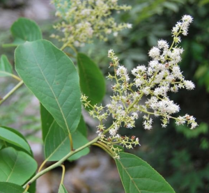 长花厚壳树