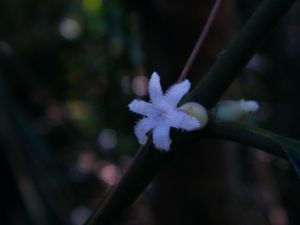 粗叶木