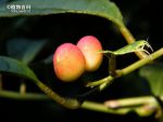 柠檬清风藤（深圳）