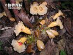 光叶闭鞘姜的花