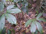 光叶闭鞘姜的植株