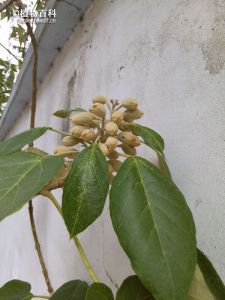 白花泡桐花蕾