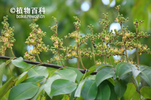 东京油楠的花序