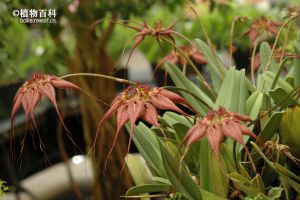 美花卷瓣兰 美花卷瓣兰