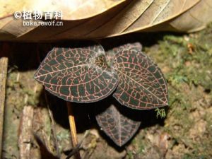 峨眉金线兰