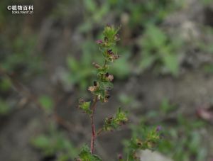 香膏萼距花