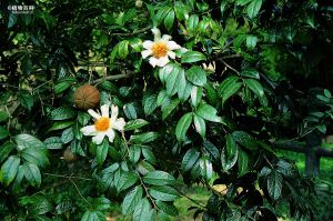 大苞白山茶