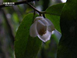 香港毛蕊茶