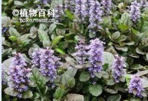多花筋骨草