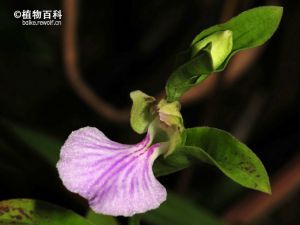 短距苞叶兰 短距苞叶兰