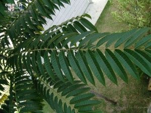 岭南臭椿 岭南臭椿