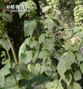 簇序草