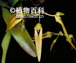 直立卷瓣兰