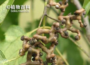 山拐枣