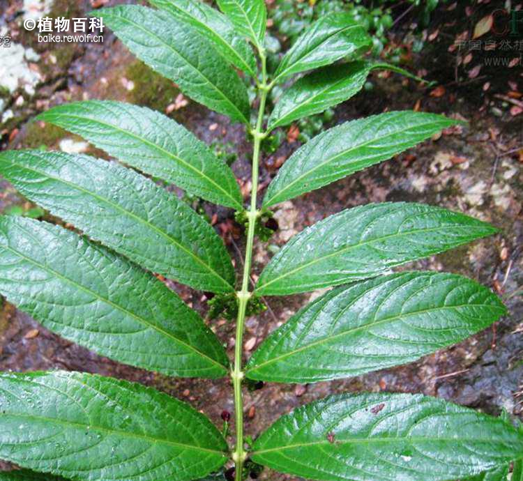 野生草本植物百科图片图片