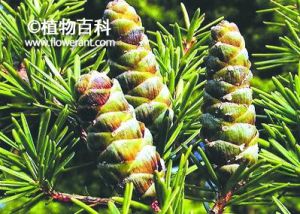 长苞铁杉