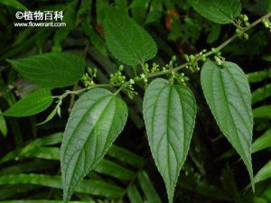 狭叶山黄麻