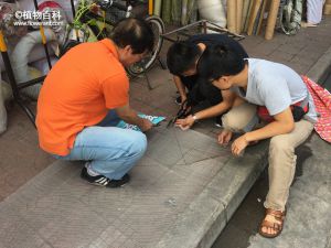 调查：模板材料选购挑选