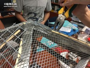 试验：放置架立筋，保证钢筋混凝土离钢筋的厚度