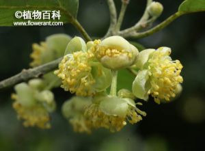 潺槁花