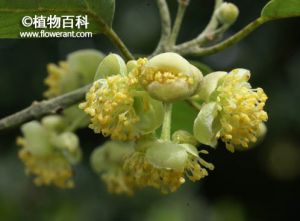 潺槁花