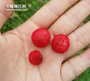 蛇莓的果