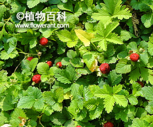 蛇莓 蛇莓