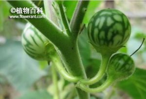 颠茄果