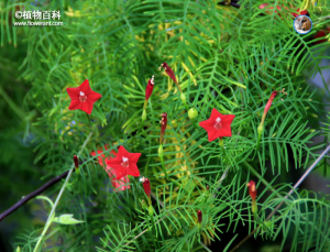 茑萝