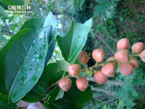 巴豆