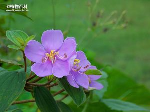 野牡丹