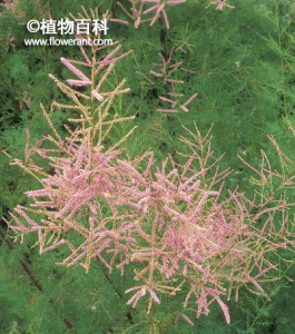 柽柳