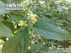 破布木