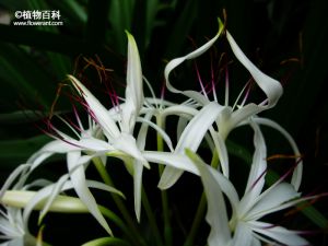 文殊兰