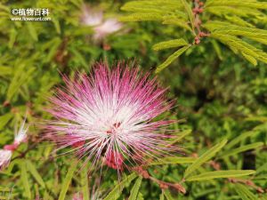 香水合欢的花