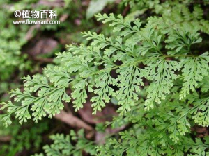 乌蕨