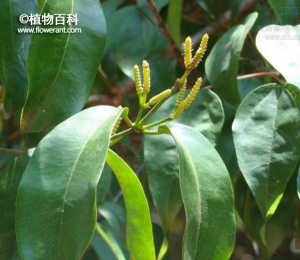小叶买麻藤