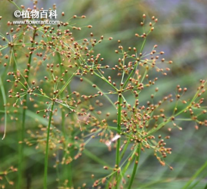 水虱草