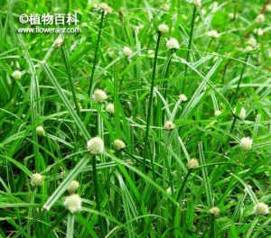 水蜈蚣